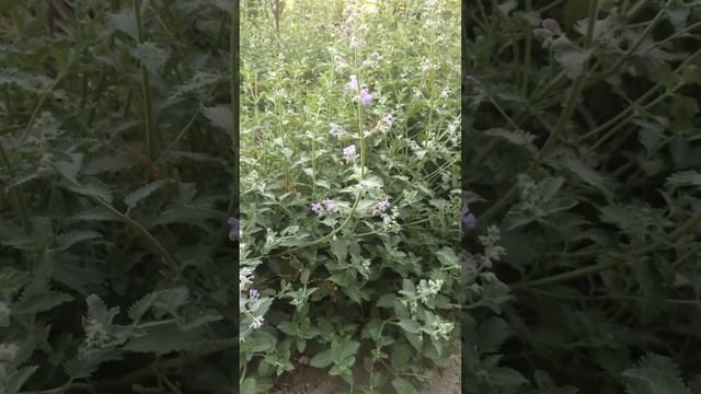 Catmint, lavender add fragrance to garden