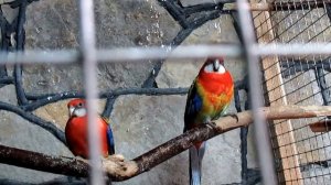 Розеллы и птенцы