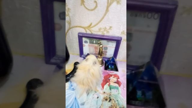 сирийский пушистый хомяк