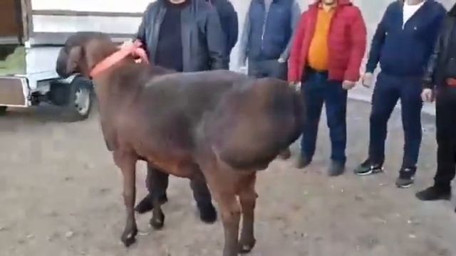 Баран стоимость 40 тысяч долларов. или самый дорогой баран в Казахстане! смотреть онлайн