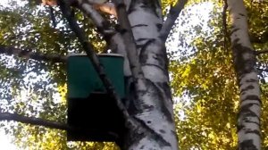 В какие ловушки лучше ловятся рои. ( отчет по пойманным роям )