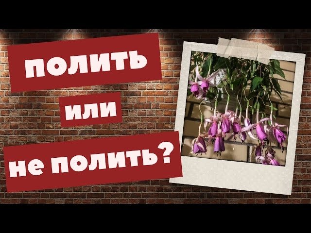 Полить или НЕ полить? Вот в чем вопрос. Сорт Delta’s Rien