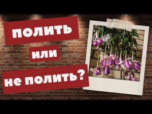 Полить или НЕ полить? Вот в чем вопрос. Сорт Delta’s Rien