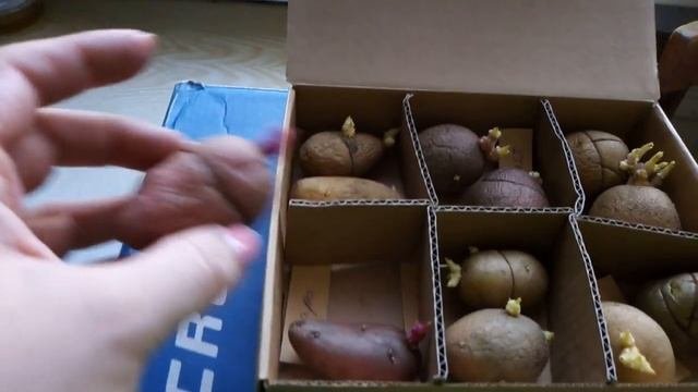 проращивание картофеля