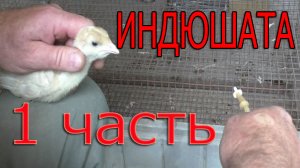 Вакцинация индюшат 1 часть