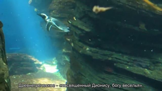Значение имени Денис. Толкование, судьба, характер