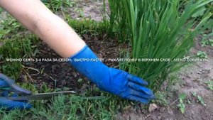 Сидераты. Сеем Овёс: Улучшаем Качество Почвы