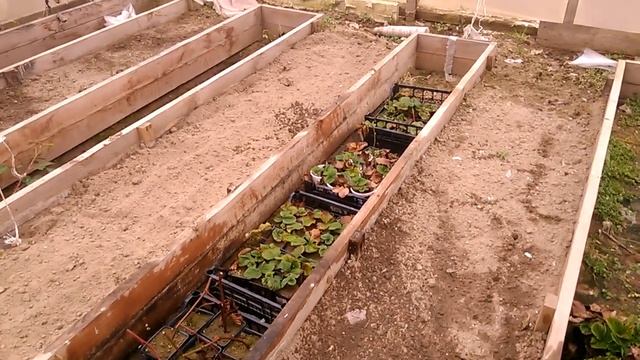 Клубника, саженцы 2019г., сорта: Азия, Свитхарт, Чамора Турусси, Анита. смотреть онлайн