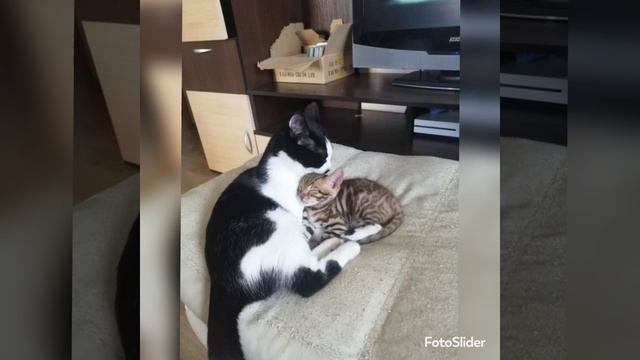 Кошки Ласка и Бусинка