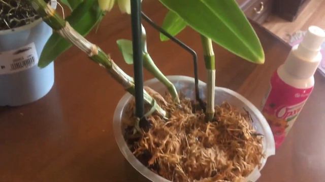 Орхидеи дендробиумы мой уход. смотреть онлайн