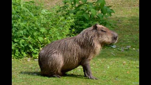 Капибара ул гагарина 18 фото и видео