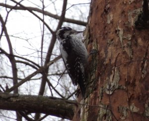 Трёхпалый дятел стучит по дереву
