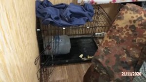 Часть 1. Охота на куницу: Живая куничка