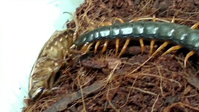 Кормление кольчатой сколопендры / Feeding Scolopendra Cingulata. #сколопендры #scolopendra