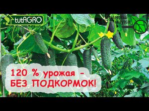 ВОТ ПОЧЕМУ ОГУРЦЫ СЛАБЫЕ.  Без ЭТОГО может пропасть ВСЯ ТЕПЛИЦА - хоть ПРЫСКАЙ, хоть НЕТ!