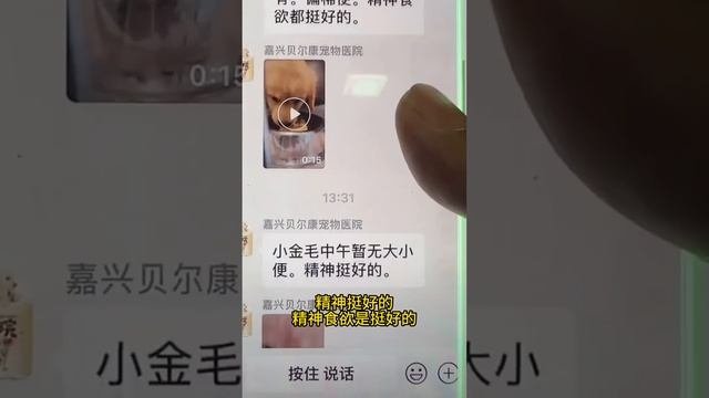 毛毛的小老婆度过危险期了，期待她回家 ❤️#聪明旺豆豆