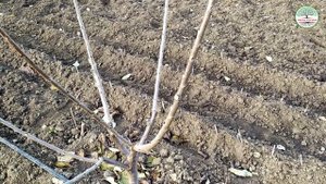 Формировка черешни на сильнорослом подвое (антипка, колт). Вертикально лидерная крона ознакомления.