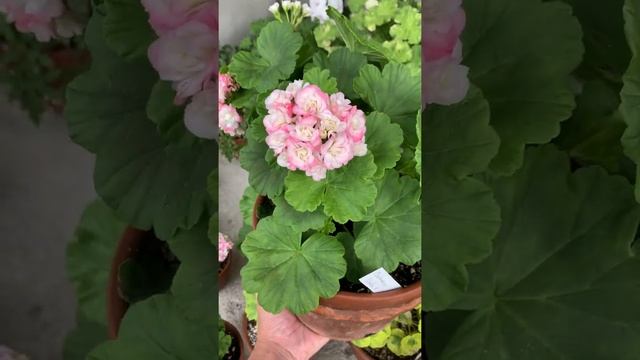 Pelargonium 'Sutarves Nada K'