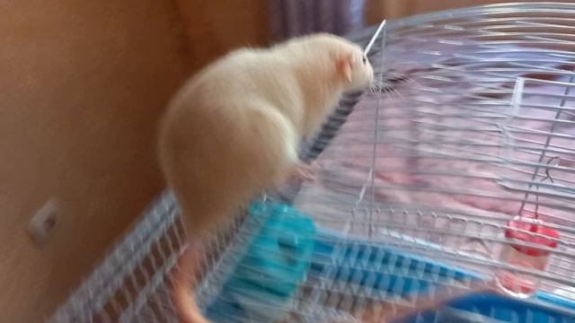 Мои питомцы гуляют на прогулочном столе смотреть онлайн