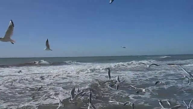 Чайки ловят хлеб на лету над бушующим Каспием смотреть онлайн