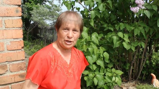 Три сорта сирени привитые на одном кусте