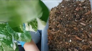 Монстера Альба. Пересадка. Почему портит листья?