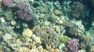 Красное море. Отдых в Египте глазами туриста. Отдых на море