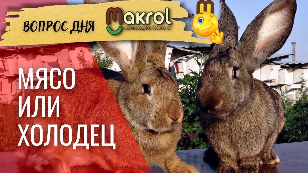 07 ?Откорм Кроликов породы фландер.mp4