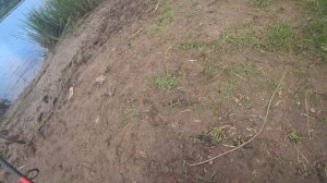 Рыбалка на речного карася и краснопёрку. Река Малый Волховец. Рыбалка на донку. Кормим Real Big Fis