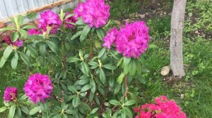 Рододендрон Болеслав Храбрый