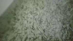 Малек форели радужной встал на плав и перешёл на внешнее питание. Растет и перешагнул 1 грамм.