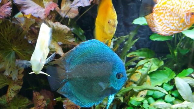 Мои аквариумы. Немного обо всем. смотреть онлайн