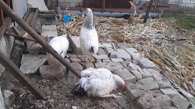 Новобранцы. Адлерская серебристая.
