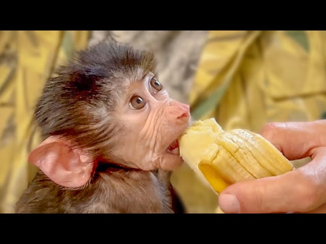 Степка тайган гамадрил. Степа обезьяна. Гамадрилы люська и степка. Степка тайган гамадрил. Гамадрил люська и компания.