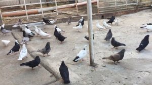 #Pigeon.Как лечить голубей при вертячке и при сальмонеллиёзе.