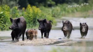 Кабан. Энциклопедия для детей про животных. Лес