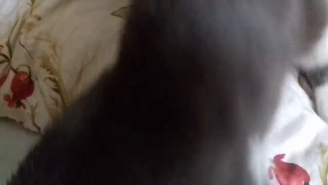 ЧТО ДЕЛАТЬ ЕСЛИ ПОТЕРЯЛСЯ КОТ/КОШКА/КОТЁНОК