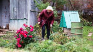 Что делать с цветами поздней осенью? Полная инструкция за 2 минуты.