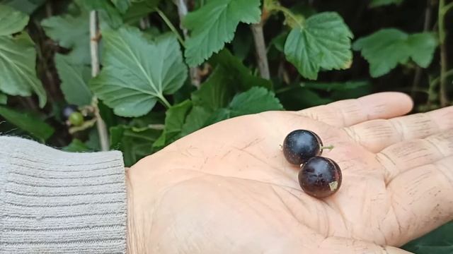 Смородина "Грация" смотреть онлайн