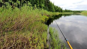 Взяли удочки и на таежную реку / Оторвали душу по окуню, поймали хариуса / Летняя рыбалка на удочку