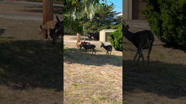 Семья оленей вышла на прогулку 🌳 🦌 🦌 🦌 🌲