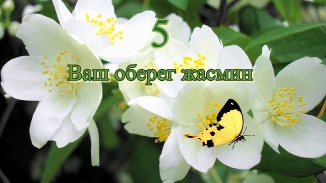 Цветы обереги смотреть онлайн