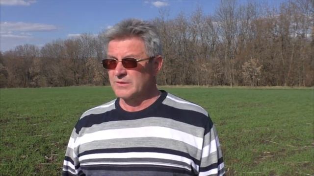 Болезни на озимой пшенице (мучнистая роса).