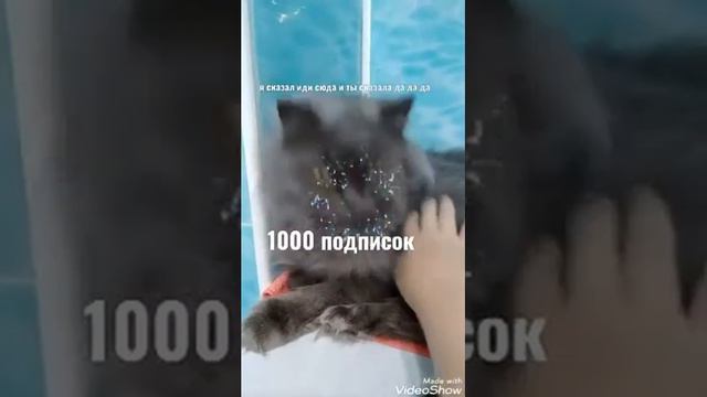 кошка поёт между нами провода🐈🎵🎶