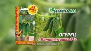 Ультраскороспелый огурец Ранняя пташка
