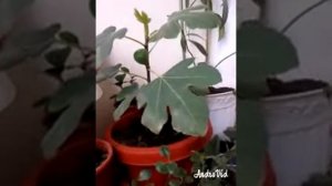 Инжир комнатный самоплодный