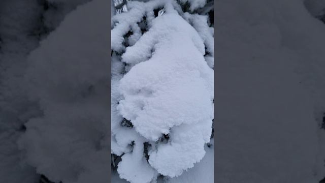 Прогулка по зимнему лесу. Подосиновский район