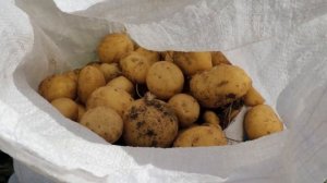 Картофелекопалки Русич 4U1, КТН 2020