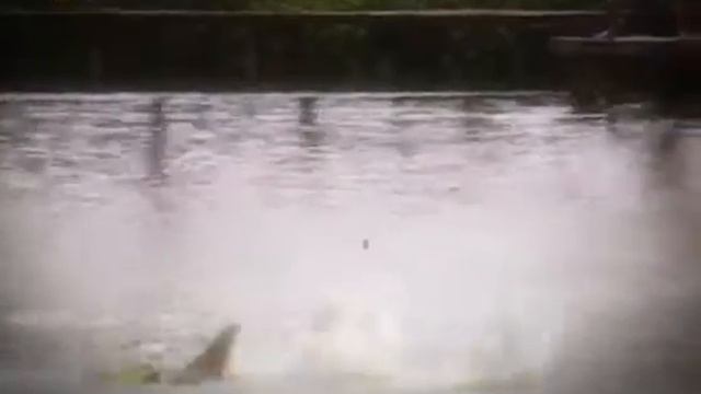 Секреты рыбалки - как поймать карпа весом 120 кг на удочку? смотреть онлайн