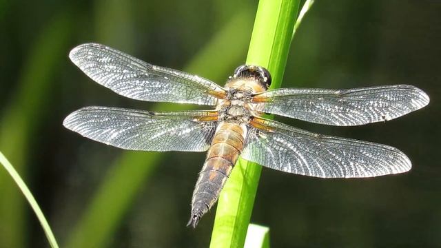 Стрекоза четырехпятнистая, плоскобрюх, Four spotted chaser смотреть онлайн